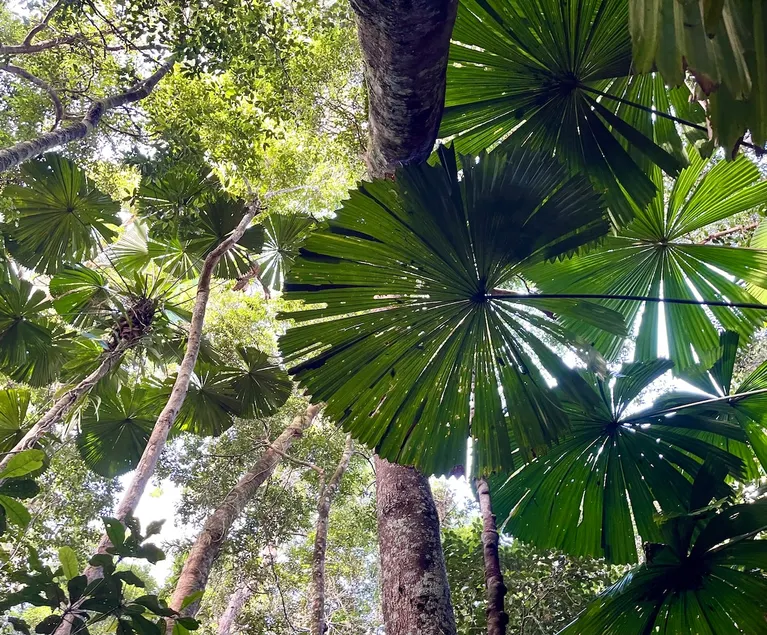 Julatten Rainforest Escape - Image 1