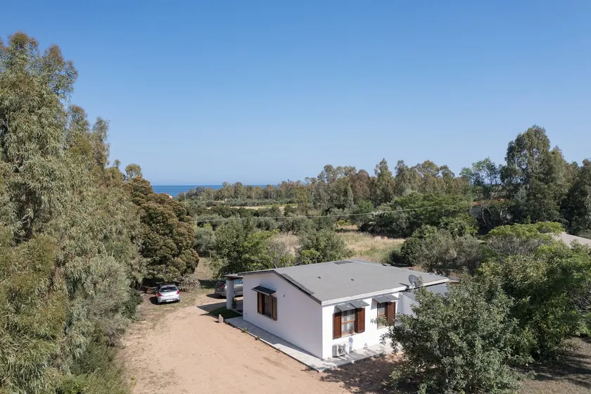 Foxi lioni - Image 1