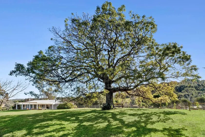 Kurrajong at Malua - Image 1