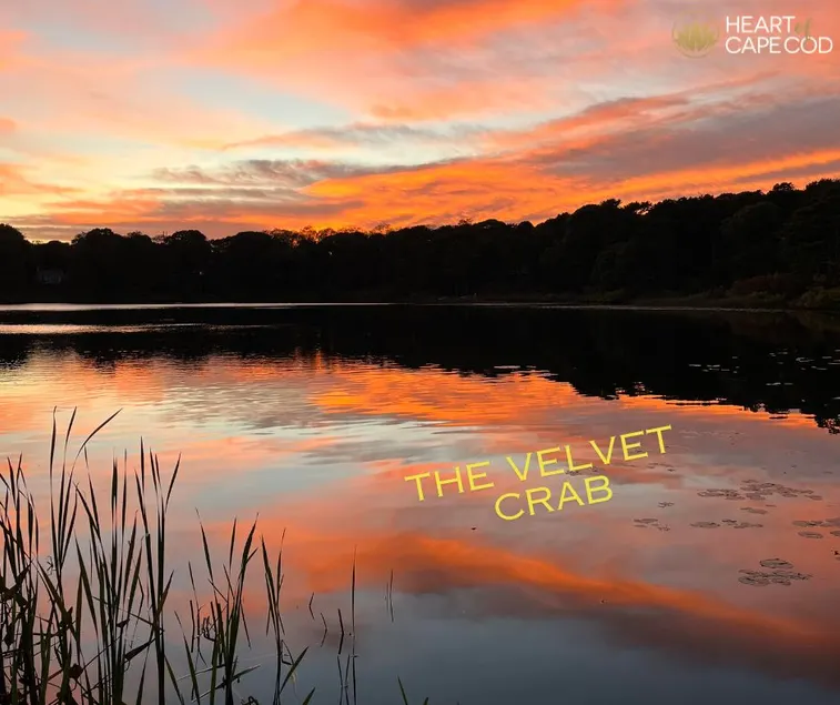 The Velvet Crab~Dog Frndly/Great Location! - Image 1