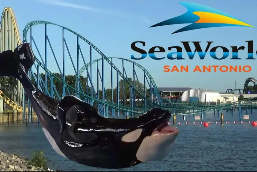 Close to Lackland | SeaWorld | Well Stocked - Image 1
