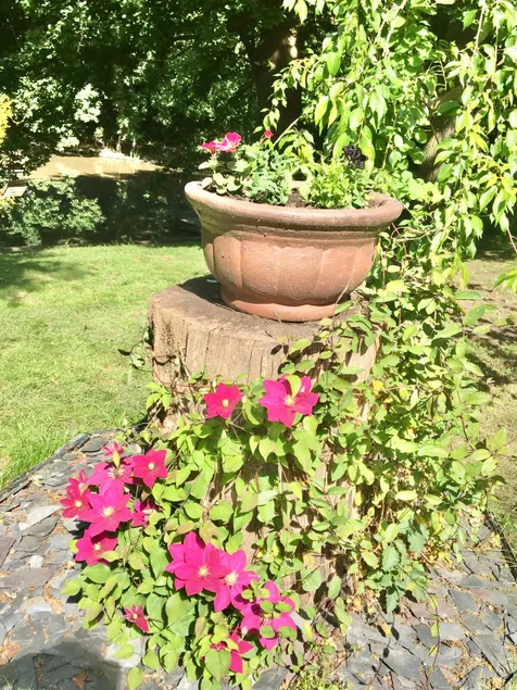 Charming 1-Bedroom Apartment near South Downs - Image 1