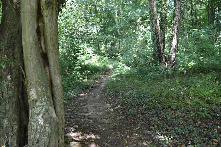 Oasis Verte - Image 1