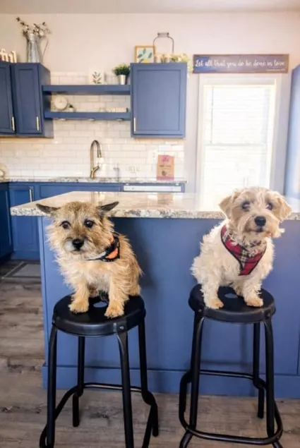 Dog Friendly|Fenced|Full Kitchen|Firepit - Image 1