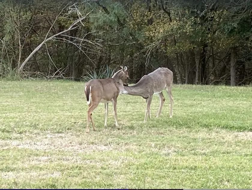 En-Deer-ing Pet friendly Retreat  🐕 - Image 1