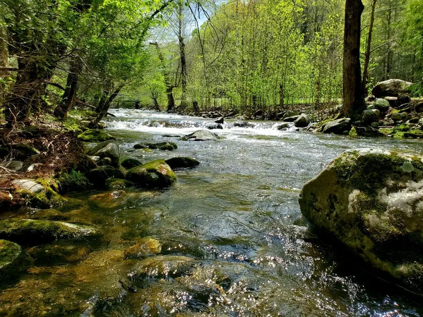 Elk Run On Cosby Creek - Image 1
