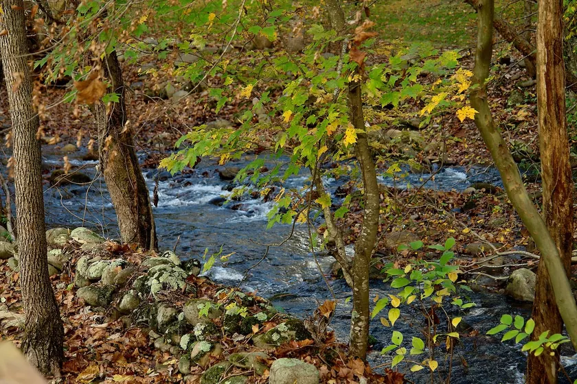 Jon's Pond On Cosby Creek - Image 1