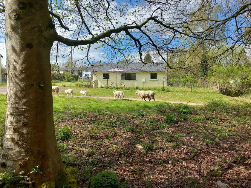 The Bungalow, Forest of Dean - Image 1