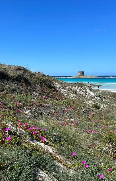 Beachfront studio apartment in Cala Lupo – Stintino - Image 1