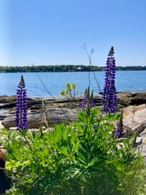 Oceanfront Getaway, located in Orr's Island - Image 1