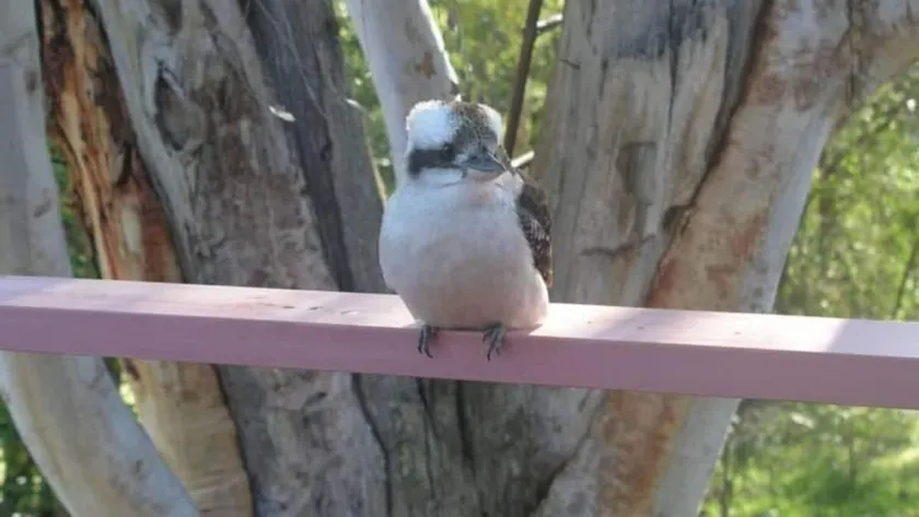 728 - Kookaburra Dreaming - SOLO 400m DE LA PLAYA - Image 1
