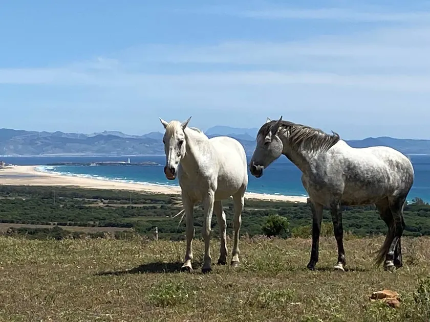 Rustic Cabin Tarifa 4 guests 5 minutes to beach - Image 1
