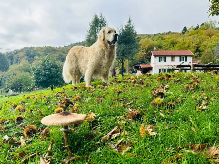 Children-friendly nice holiday home with barbecue, sauna & terrace | Lake view | Suitable for remote work | Dogs allowed - Image 1