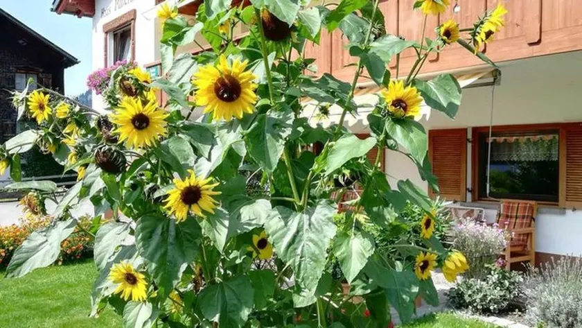 Appartement de vacances avec jardin | Vue montagne - Image 1