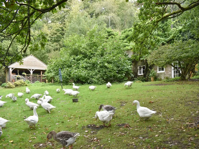 Cottage avec jardin - Image 1