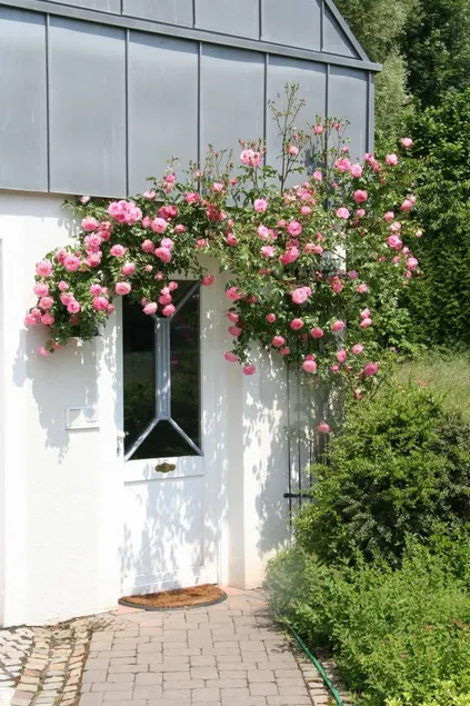 Wohnung mit Terrasse, Grill und Pool | Haustiere sind willkommen - Image 1