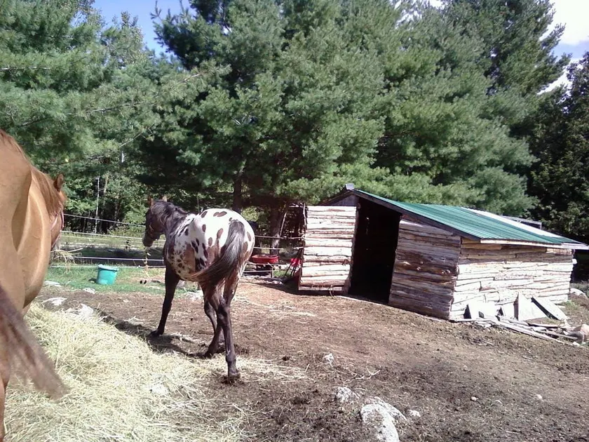 Live on a Hobby Farm (paddock view) - Image 1