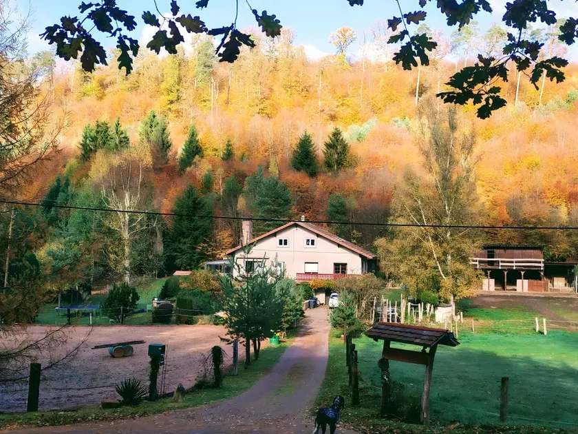 Equestrian Retreat in the Forest with Donkeys – Domaine L'échappée Verte - Image 1