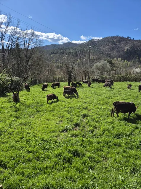 Agriturismo Il Filo di Paglia: Camera quadrupla ideale per le famiglie - Agriturismo Val di Vara Cinque Terre - Allevamento di mucche tipiche liguri e produzione di formaggi - Image 1