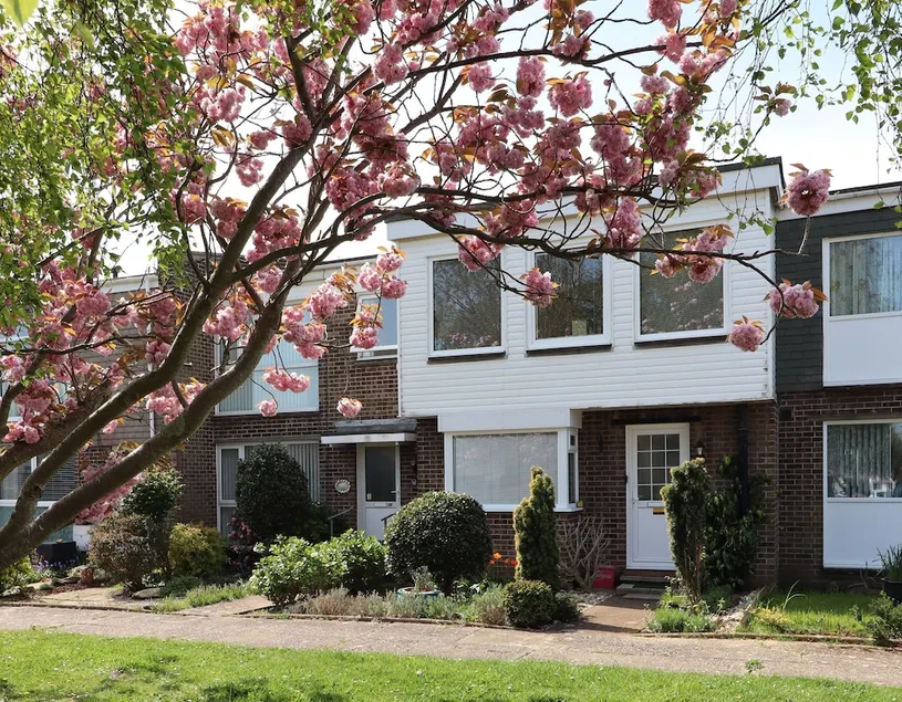 Cherry Trees - Image 1