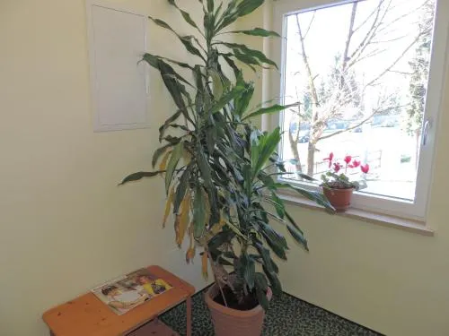 Pension Am Eschenbach - Image 1