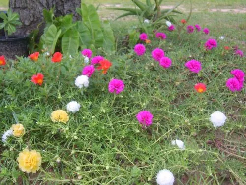 Chomna Resort - Image 1