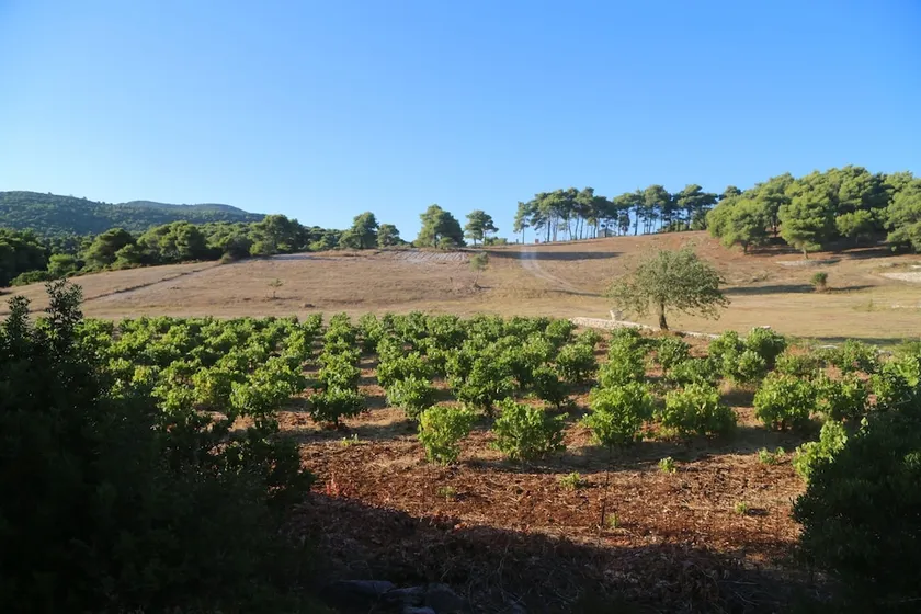 Wild Fig Retreat - Image 1