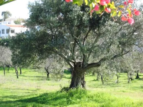 Quinta Mimosa - Image 1