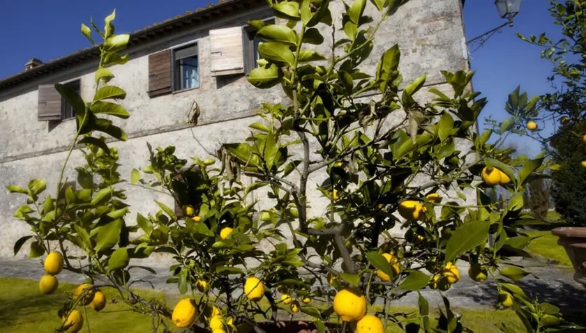 Villa Giuncheto - Image 1