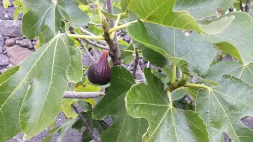 Finca Fajardo La Vegueta - Image 1