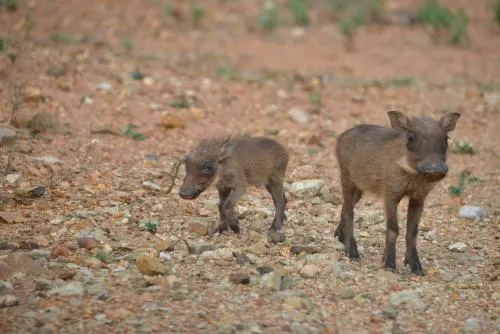 Thuhlo Lodge - Image 1