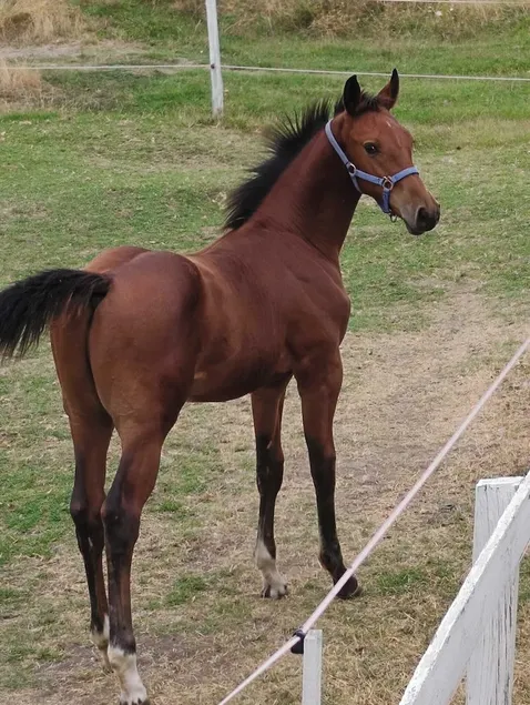 ESCUS HORSES - Image 1