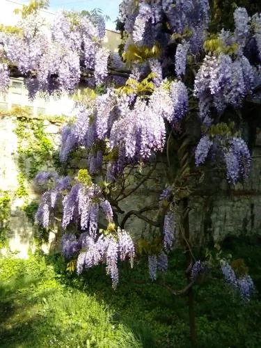 Villa Osmanthus - Image 1