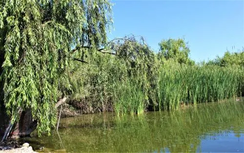 Vila Delta - Image 1