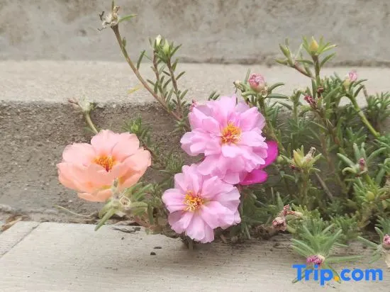 Liu Yuan Homestay - Image 1