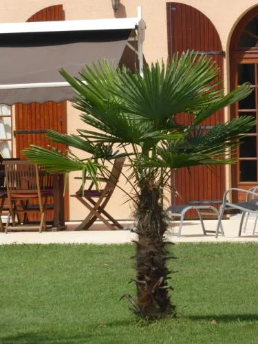 La Mimona - Image 1