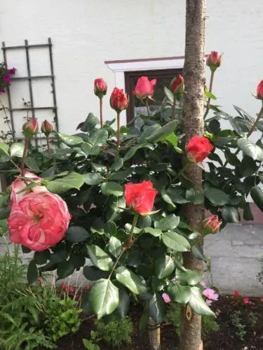 Jugendgaestehaus Oberau - Image 1