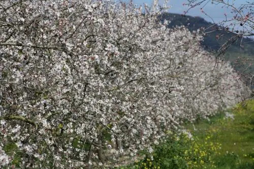 131 Llubi - Image 1