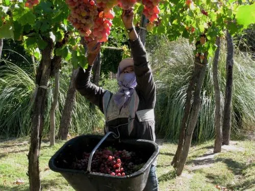 Conalbi Grinberg Casa Vinicola - Image 1
