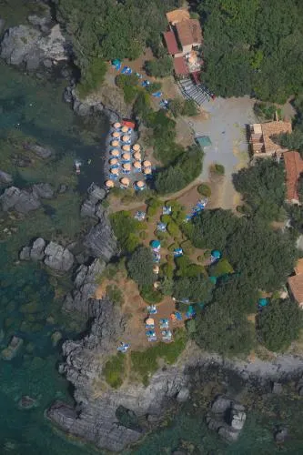 Illicini - Image 1