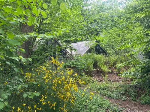 In The Woods - Image 1