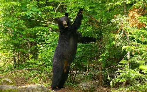 Le Ti Moose - Image 1