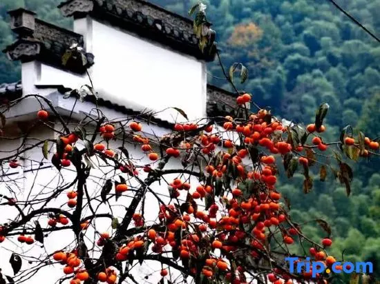 Wuyuan Fanshe・Life Qingshe Xiangye Boutique Stay (Huangling Scenic Area) - Image 1