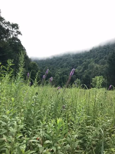 Whispering Meadow - Image 1