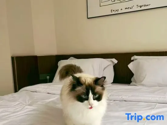 Doub Paws Hotel - Image 1