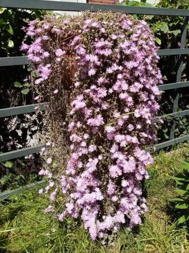 Le quattro rose - Image 1
