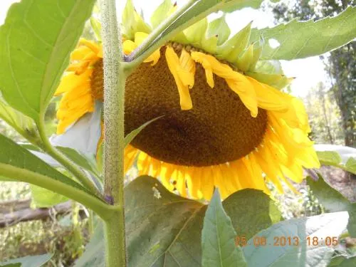 L'Arca di Noe - Agricamp - Image 1