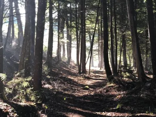 Tentrr Signature Site - Whispering Pines At The River - Image 1