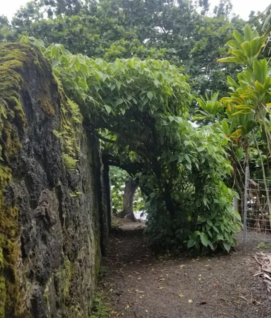 Plumeria Hilo Hotel - Image 1