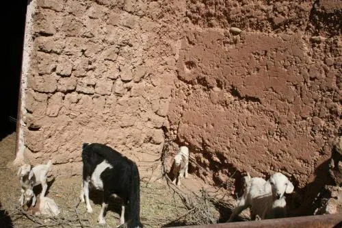 Ecolodge Amskou Dades Kasbah - Image 1